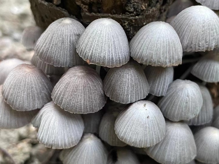 mushroomimage